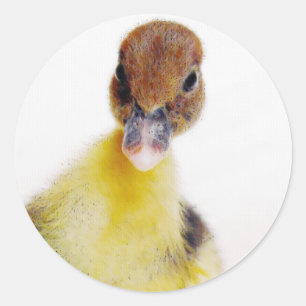 Sticker Rond Muscovy Duckling