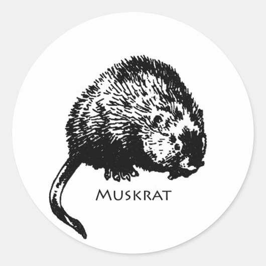 Sticker Rond Muskrat (illustration) (Devant)