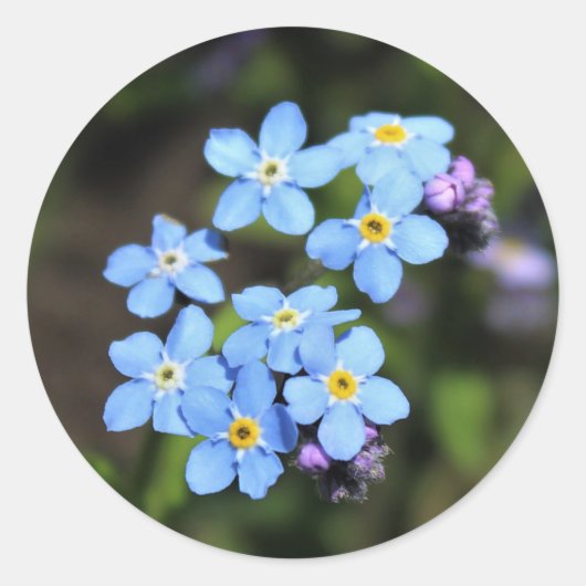 Sticker Rond Myosotis (Devant)