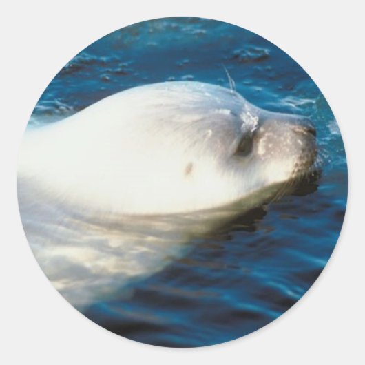 Sticker Rond Natation des phoques (Devant)