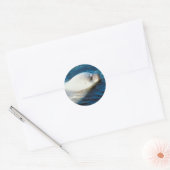 Sticker Rond Natation des phoques (Enveloppe)