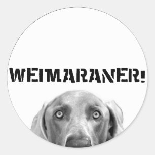 Sticker Rond Nation de Weimaraner : Weimaraner dans une boîte