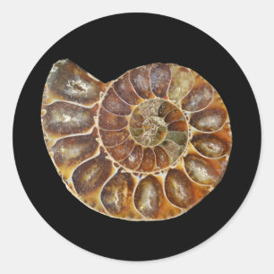 Sticker Rond nature animale d'escargot de noir fossile
