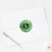 Sticker Rond Nature Cabbage vert (Enveloppe)