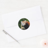 Sticker Rond Nature du Panda roux (Enveloppe)