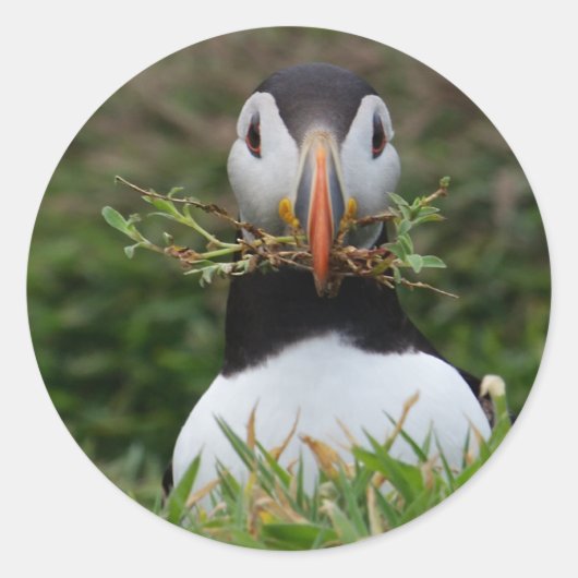 Sticker Rond Nest Builder Puffin (Devant)