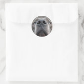 Sticker Rond Nez de Dogue (Sac)