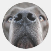 Sticker Rond Nez de Dogue (Devant)