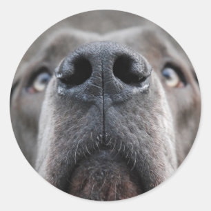 Sticker Rond Nez de Dogue