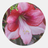Sticker Rond Noël Amaryllis Rouge Fête Florale (Devant)