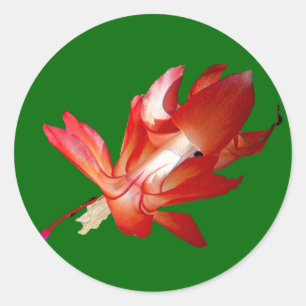 Sticker Rond Noël Cactus Joyeux Noël