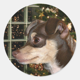 Sticker Rond Noël du Chihuahua