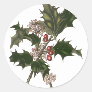 Sticker Rond Noël vintage, plante de houx avec des baies rouges