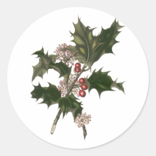 Sticker Rond Noël vintage, plante de houx vert avec baies