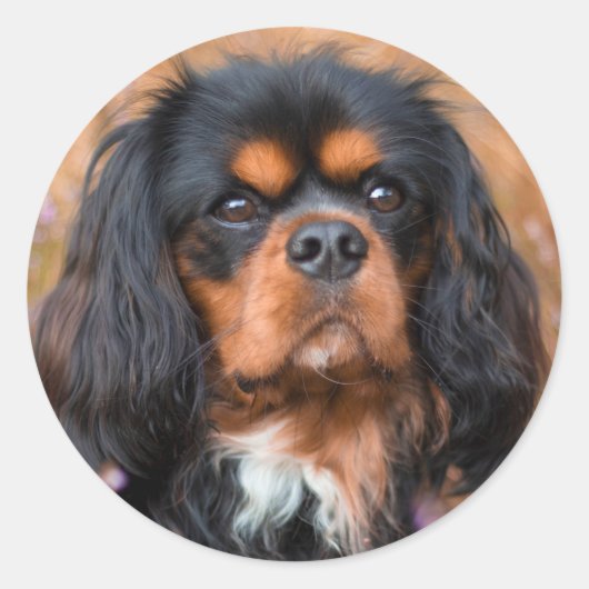 Sticker Rond Noir et Tan Cavalier King Charles Spaniel Chien (Devant)