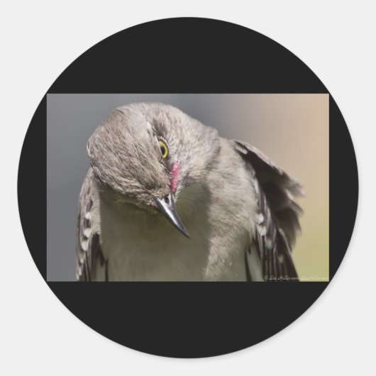 Sticker Rond Northern Mockingbird prend un Bow Appareils & cade (Devant)