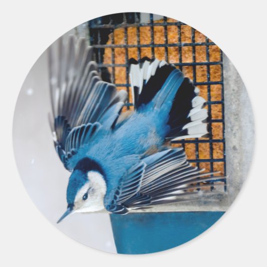Sticker Rond Nuthatch à poitrine blanche en neige - Photo origi (Devant)