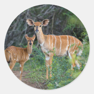 Sticker Rond Nyala (Tragelaphus Angazii) avec jeune, Ndumo