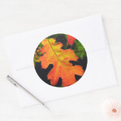 Sticker Rond Oak Leaf dans Six Rivers National Forrest (Enveloppe)