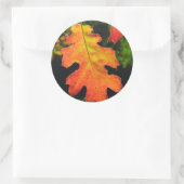Sticker Rond Oak Leaf dans Six Rivers National Forrest (Sac)