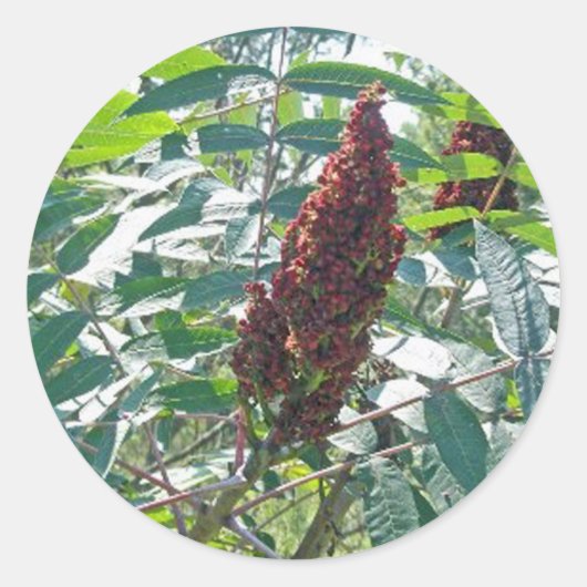 Sticker Rond Objets correspondants aux baies de Sumac lisse (Devant)
