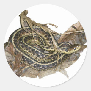 Sticker Rond Objets de coordination des jeunes couleuvres de l'