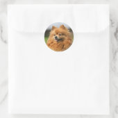 Sticker Rond Observation de Pomeranian (Sac)