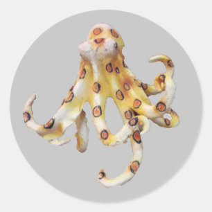 Sticker Rond Octopus unique sur Arrière - plan gris