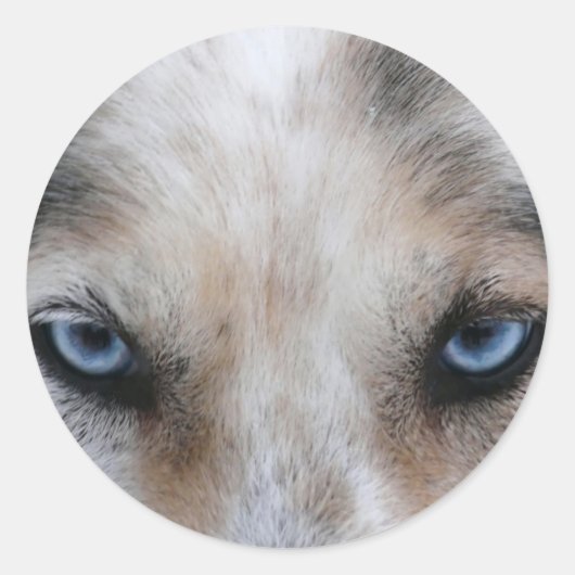 Sticker Rond Oeil bleu Husky (Devant)