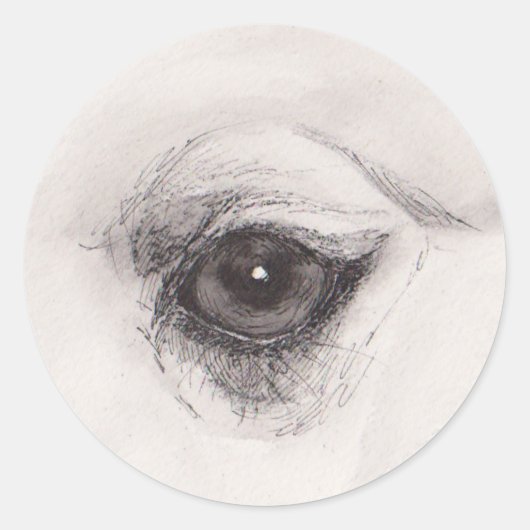 Sticker Rond Œil du chameau – Collection Regards (Devant)