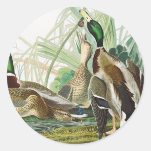 Sticker Rond Œuvre d'art faunique de canard colvert Audubon vin