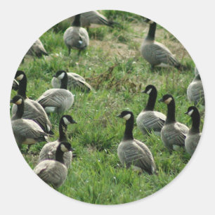 Sticker Rond Oie canadienne