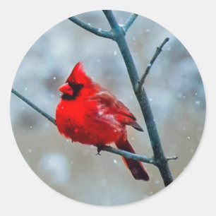 Sticker Rond Oiseau cardinal rouge Fluffy d'hiver froid, Snowtr