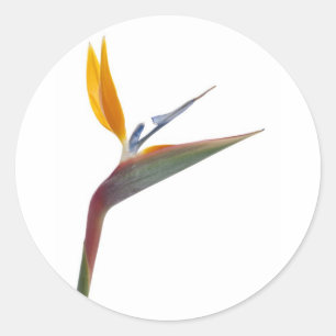Sticker Rond Oiseau de fleur de paradis (Strelitzia reginae)
