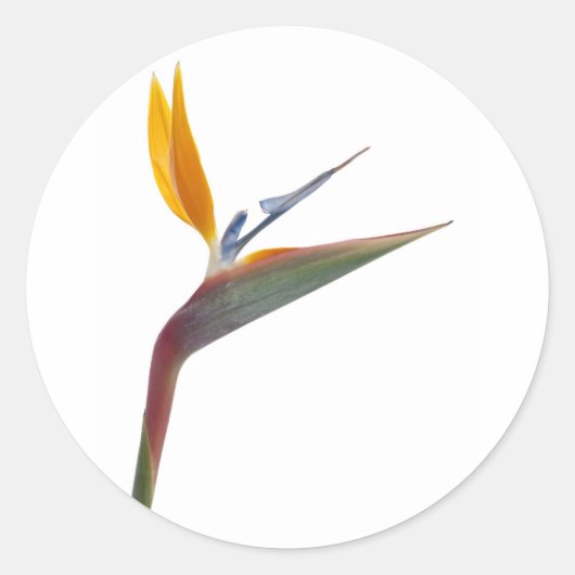 Sticker Rond Oiseau de fleur de paradis (Strelitzia reginae) (Devant)