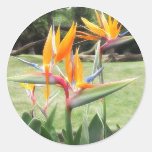 Sticker Rond Oiseau de paradis au Zoo 2