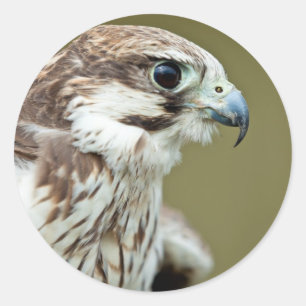 Sticker Rond Oiseau de proie faucon près