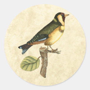 Sticker Rond Oiseau jaune et vert perché sur une petite branche