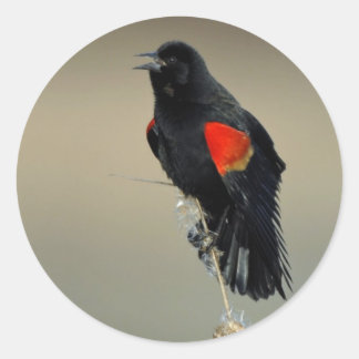 Sticker Rond Oiseau roux