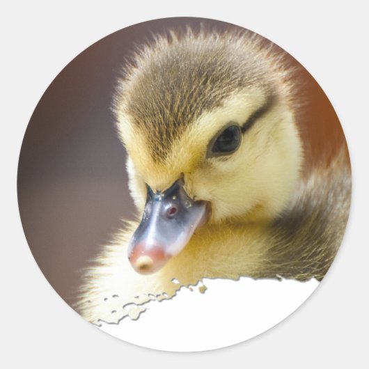 Sticker Rond Ojatro Duckling 01 (Devant)