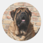 Sticker Rond old english mastiff (Devant)