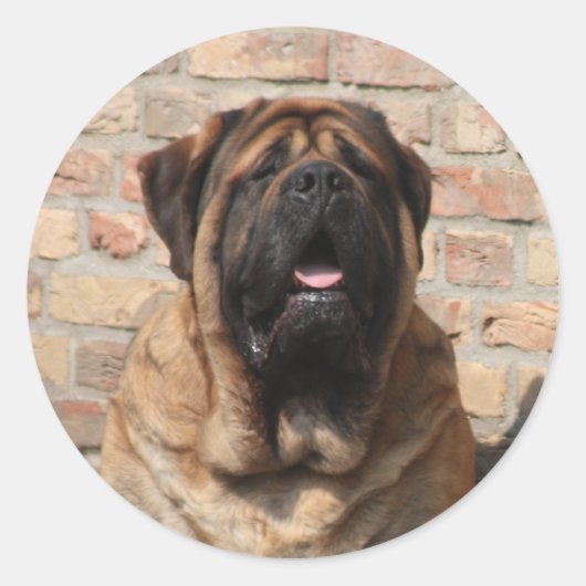 Sticker Rond old english mastiff (Devant)