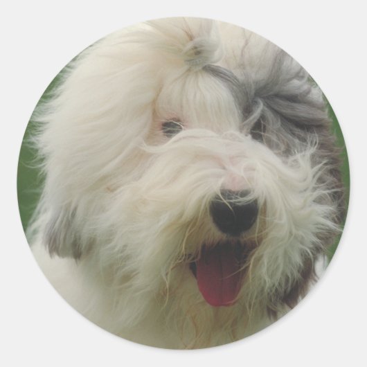Sticker Rond Old English Sheepdog (Devant)
