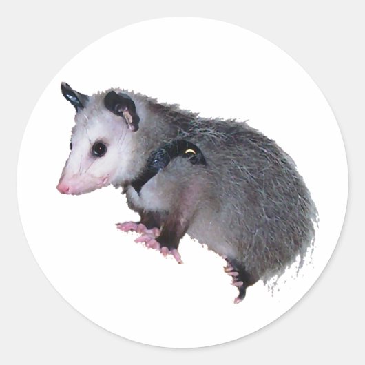 Sticker Rond Opossum Possum génial (Devant)