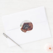 Sticker Rond Orang-outan (Enveloppe)