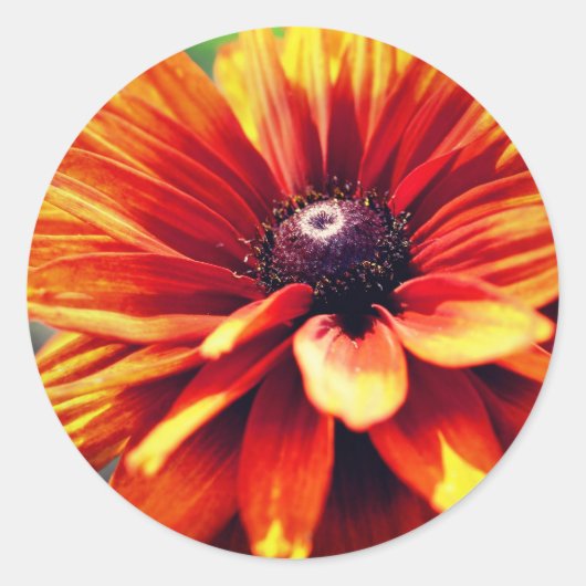 Sticker Rond Orange Black Eyed Susan Daisy Flower (Devant)