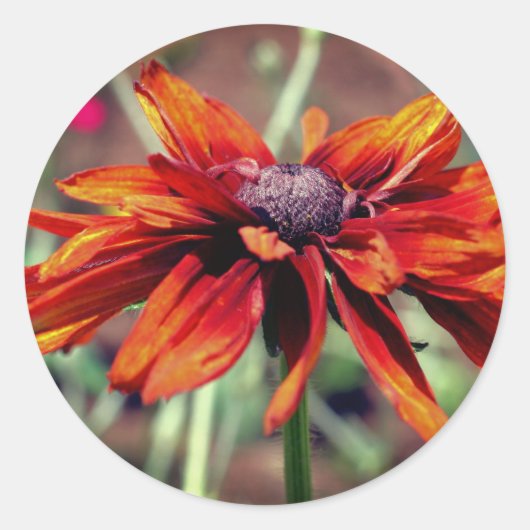 Sticker Rond Orange Black Eyed Susan Flower  (Devant)