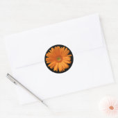 Sticker Rond Orange Gerber Daisy (Enveloppe)