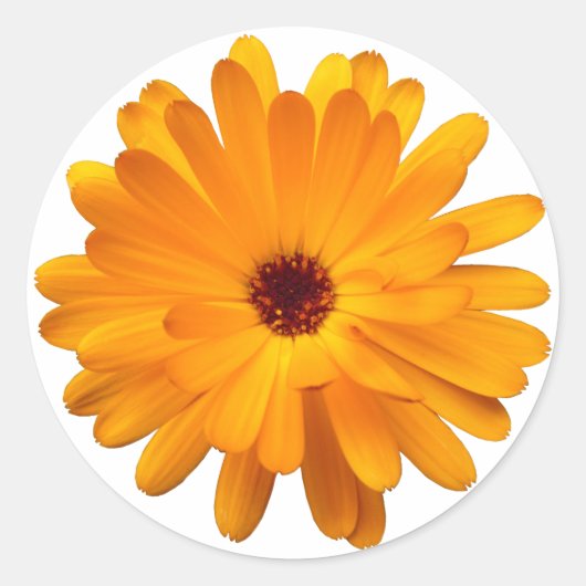 Sticker Rond Orange Marigold (Devant)