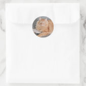 Sticker Rond Orange Tabby cat  (Sac)